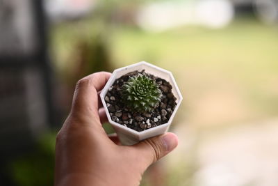 Close-up of hand holding plant