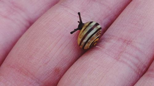 Close-up of snail