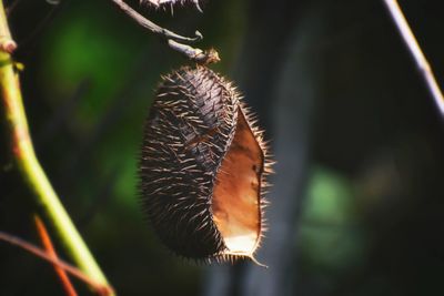 Close-up of plant