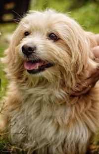 Close-up of dog looking away