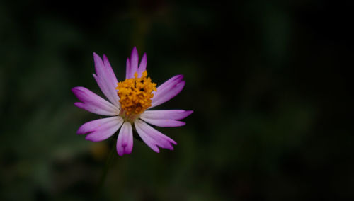 Close-up of pink cosmos flower