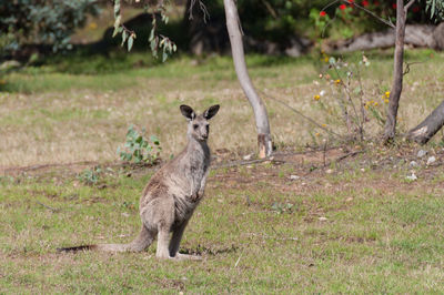 Young kangaroo joey in the wild. australian wildlife scene