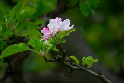 Close-up of pink flowers blooming outdoors