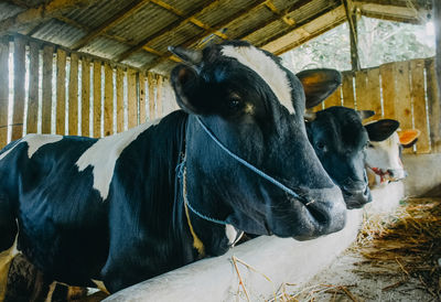 Cows in a stable