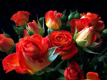 Close-up of roses blooming outdoors
