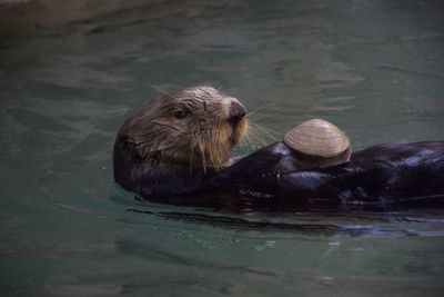 Otter swimming in lake