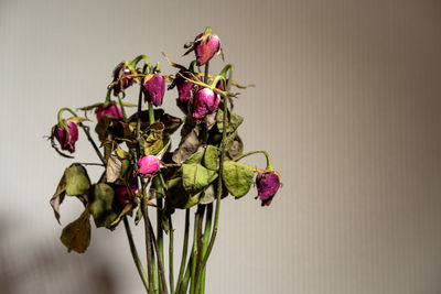 Close-up of wilted plant in vase