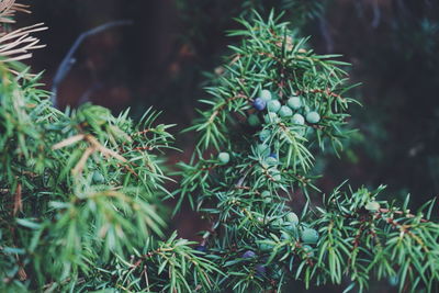 Close-up of fruits growing on plants