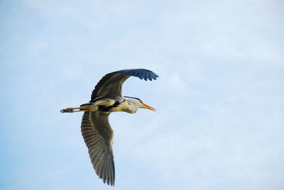 Low angle view of heron flying against sky