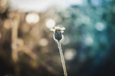 Close-up of flowering plant