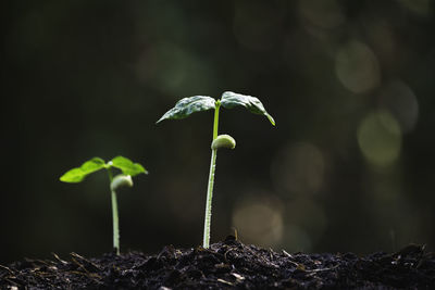 Close-up of saplings on soil at land