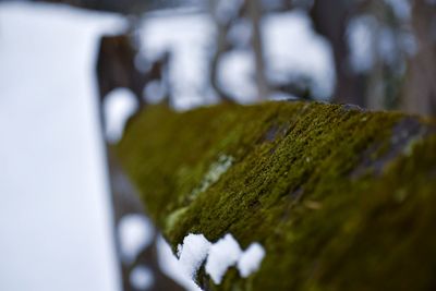 Close-up of moss