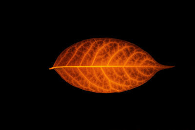 Close-up of leaf against black background