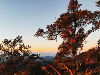 Low angle view of tree against sky during sunset