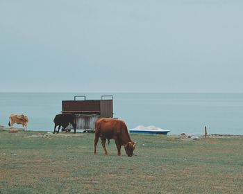 Cows grazing above the sea