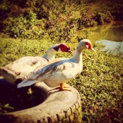 Close-up of swan