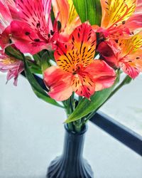 Close-up of flowers in vase
