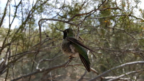 Bird perching on tree trunk