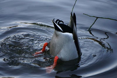 Duck swimming in lake