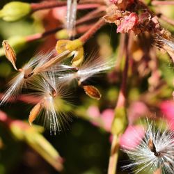 Close-up of flower against blurred background