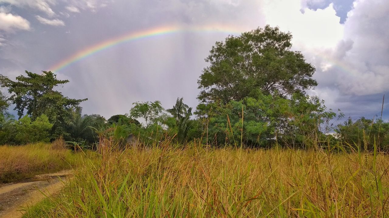 SCENIC VIEW OF RAINBOW OVER FIELD