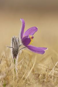 Close-up of purple crocus flowers on field