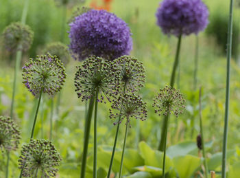 Close-up of thistle blooming on field