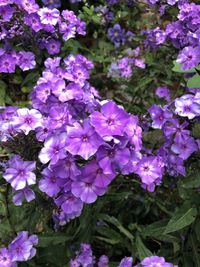 Close-up of purple flowering plants