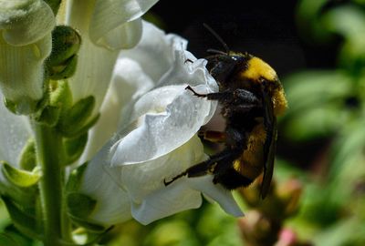 Close-up of butterfly pollinating on flower