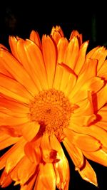 Close-up of orange flowers against black background