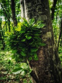 Close-up of tree trunk in forest