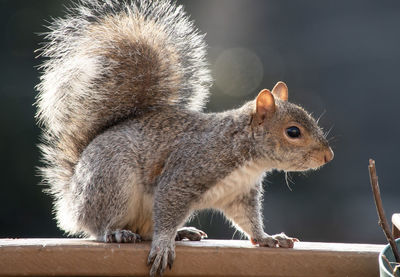 Close-up of squirrel