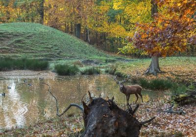 Scenic view of river in forest