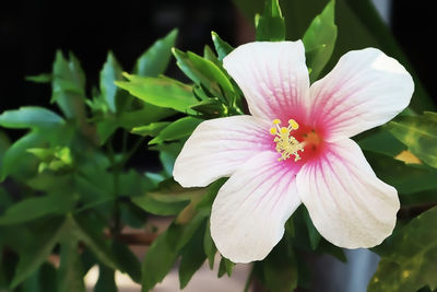 Close-up of pink flowering plant