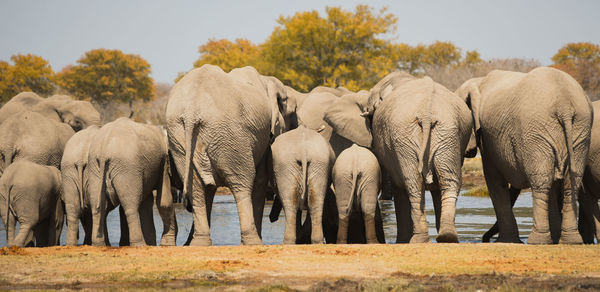 Elephants in the etosha national park namibia south africa