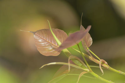 Close-up of snail on plant