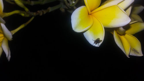 Close-up of yellow flowering plant against black background