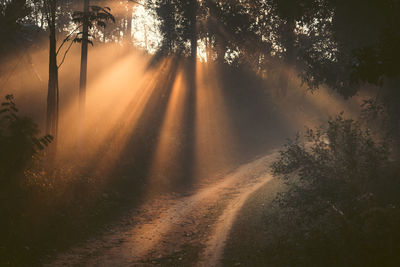 Sunlight streaming through trees in forest