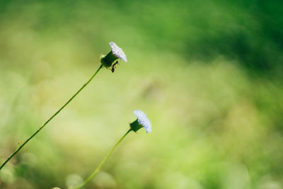 Close-up of insect pollinating on flower