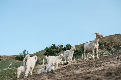 Goats in a field