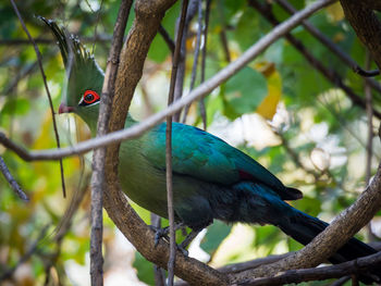 Close-up of blue perching on tree