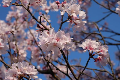 Low angle view of apple blossoms in spring
