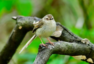 Close-up of bird perching on branch