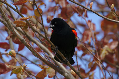 Low angle view of bird perching on branch