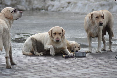 Portrait of dogs sitting on riverbank