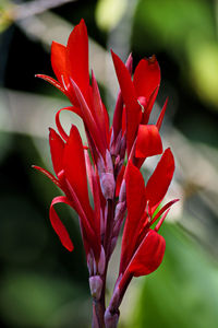 Close-up of red rose flower