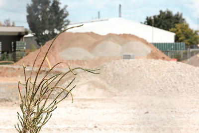 Close-up of plant against building