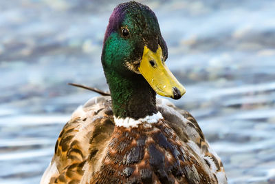 Close-up of a duck