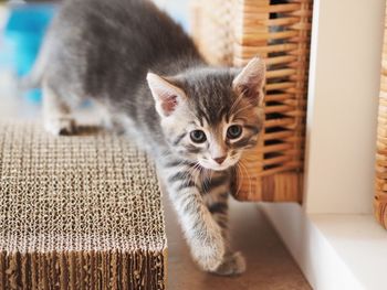 Portrait of kitten sitting at home