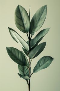 Close-up of leaves against white background